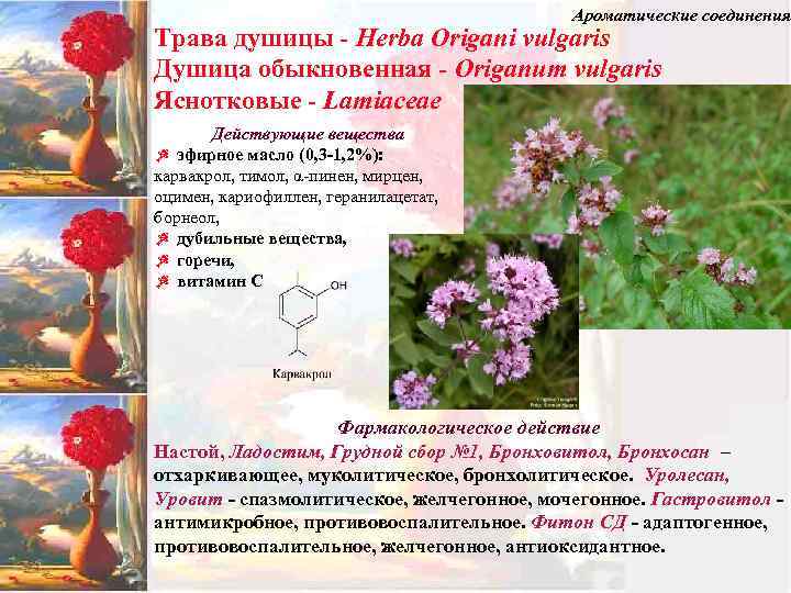 Ароматические соединения Трава душицы - Herba Origani vulgaris Душица обыкновенная - Origanum vulgaris Яснотковые