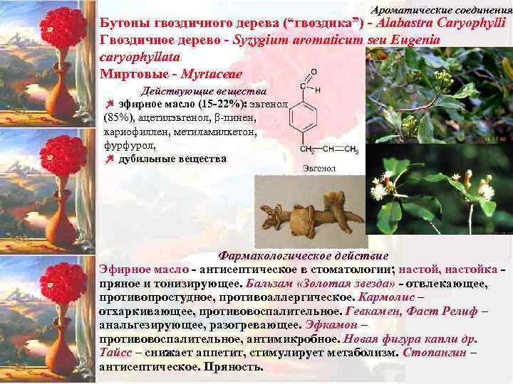 Ароматические соединения Бутоны гвоздичного дерева (“гвоздика”) - Alabastra Caryophylli Гвоздичное дерево - Syzygium aromaticum