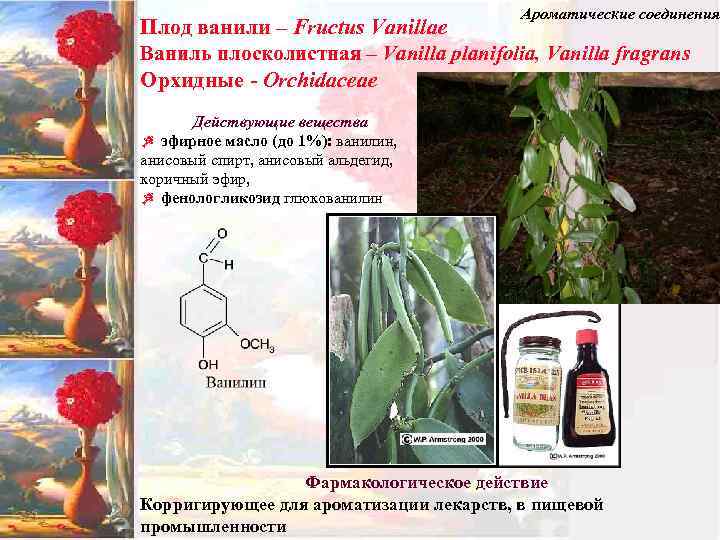 Ароматические соединения Плод ванили – Fructus Vanillae Ваниль плосколистная – Vanilla planifolia, Vanilla fragrans