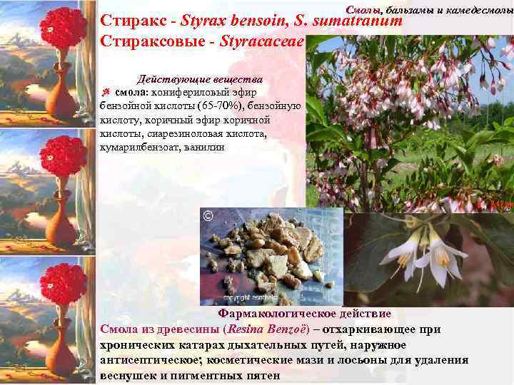 Смолы, бальзамы и камедесмолы Стиракс - Styrax bensoin, S. sumatranum Стираксовые - Styracaceae Действующие