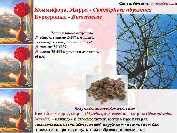 Смолы, бальзамы и камедесмолы Коммифора, Мирра - Commiphora abyssinica Бурсеровые - Burseraceae Действующие вещества