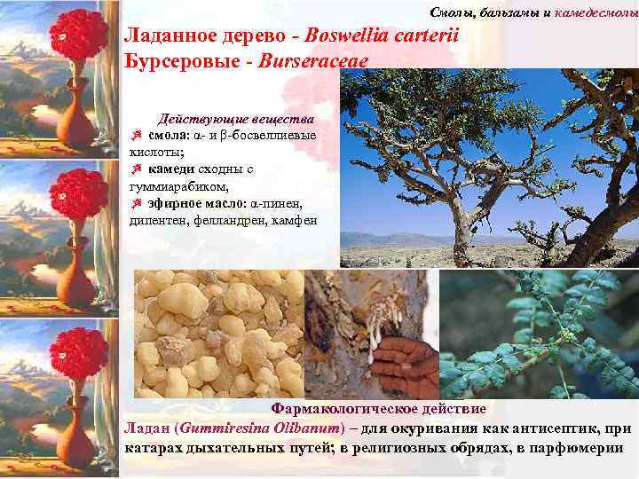 Смолы, бальзамы и камедесмолы Ладанное дерево - Boswellia carterii Бурсеровые - Burseraceae Действующие вещества