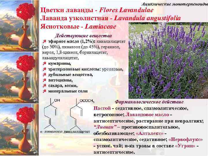 Ациклические монотерпеноиды Цветки лаванды - Flores Lavandulae Лаванда узколистная - Lavandula angustifolia Яснотковые -