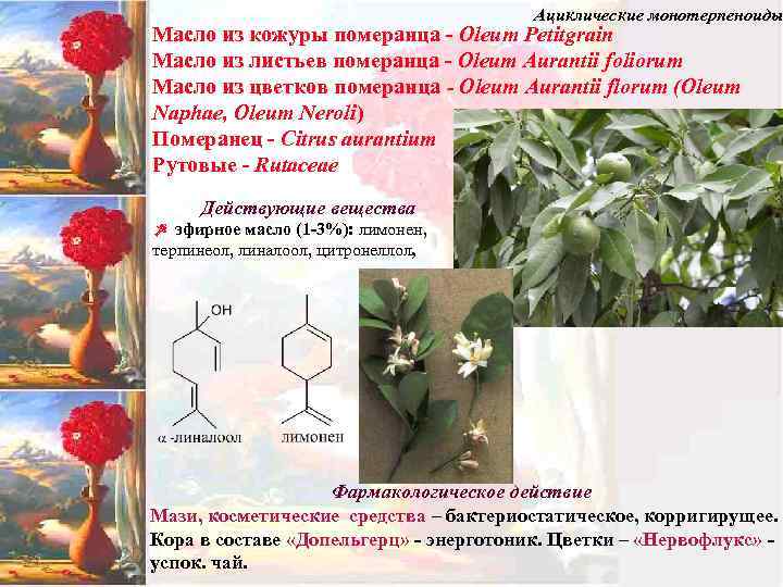Ациклические монотерпеноиды Масло из кожуры померанца - Oleum Petitgrain Масло из листьев померанца -
