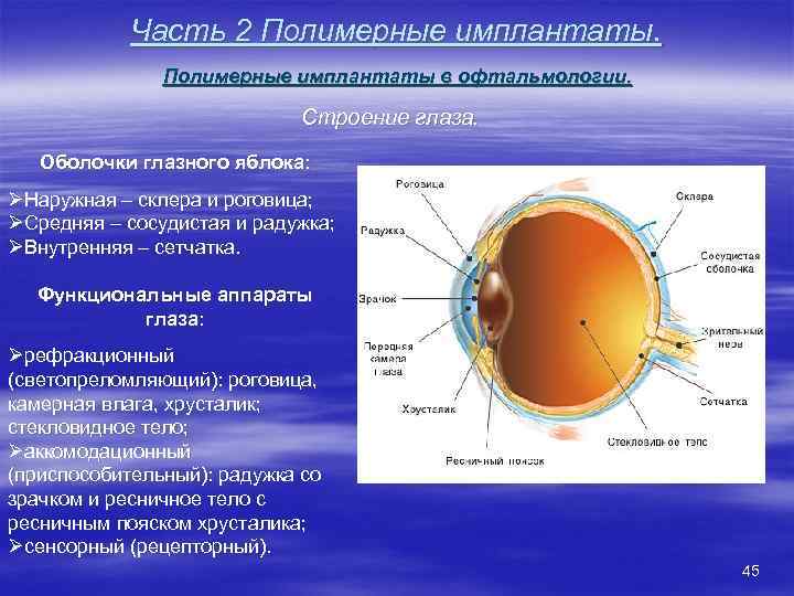 Изображение видимых предметов формируется на роговице