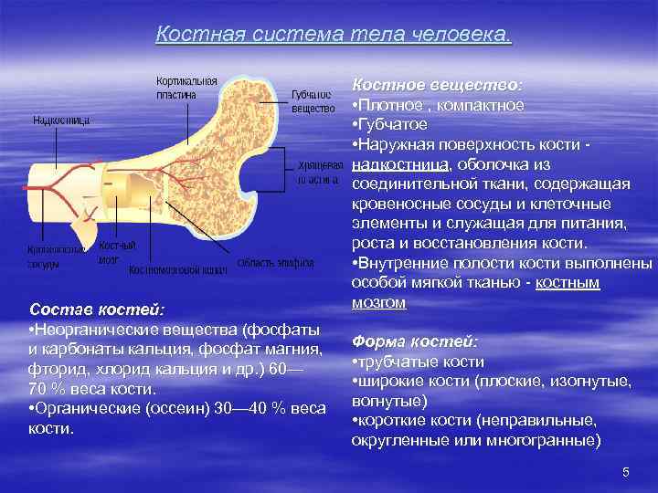 Вес костей. Масса костной ткани. Масса костей в организме. Плотность человеческой кости. Костная масса и масса костей.