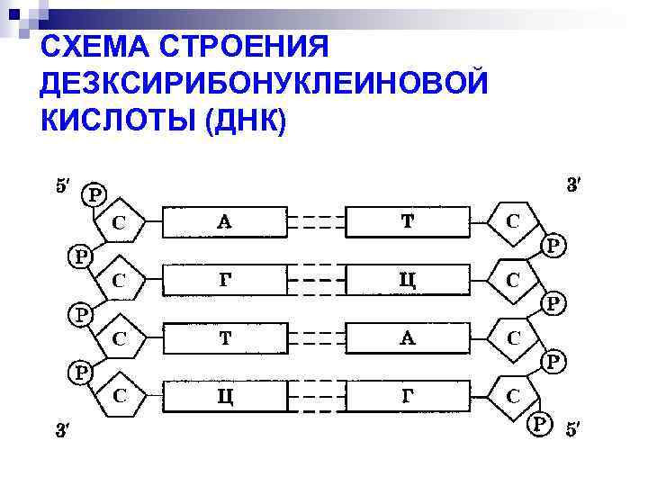 СХЕМА СТРОЕНИЯ ДЕЗКСИРИБОНУКЛЕИНОВОЙ КИСЛОТЫ (ДНК) 