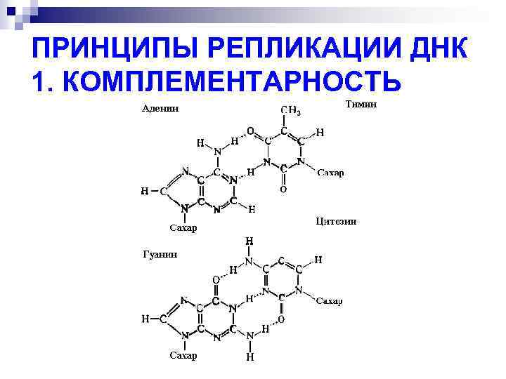 ПРИНЦИПЫ РЕПЛИКАЦИИ ДНК 1. КОМПЛЕМЕНТАРНОСТЬ 