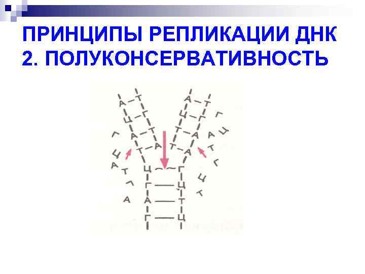 ПРИНЦИПЫ РЕПЛИКАЦИИ ДНК 2. ПОЛУКОНСЕРВАТИВНОСТЬ 