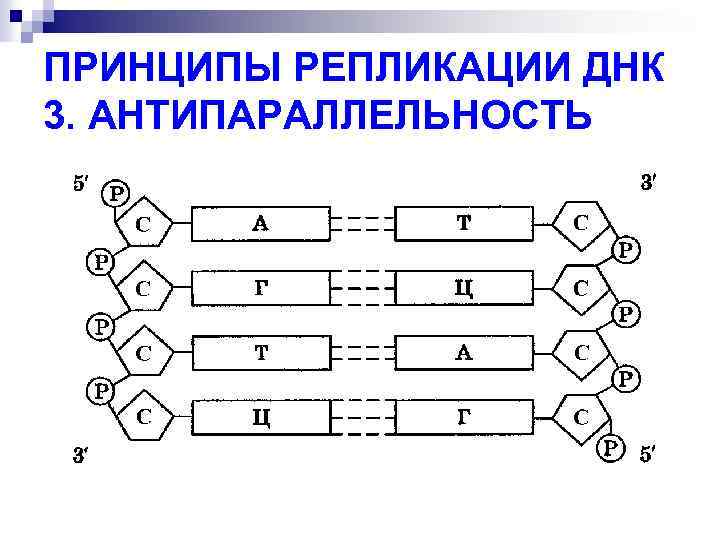 ПРИНЦИПЫ РЕПЛИКАЦИИ ДНК 3. АНТИПАРАЛЛЕЛЬНОСТЬ 