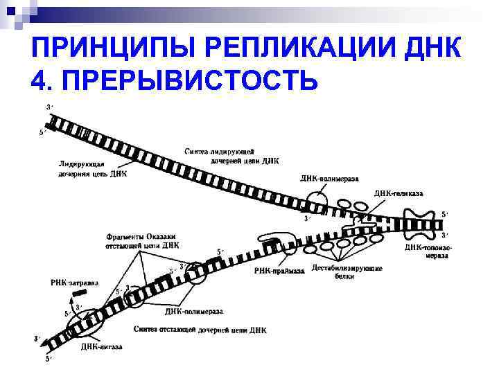 ПРИНЦИПЫ РЕПЛИКАЦИИ ДНК 4. ПРЕРЫВИСТОСТЬ 