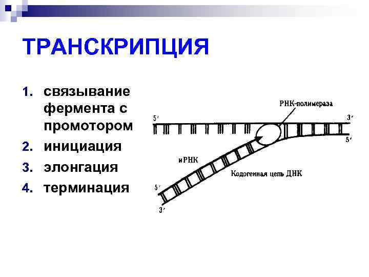 Каким номером на рисунке обозначена молекула на которой располагается промотор