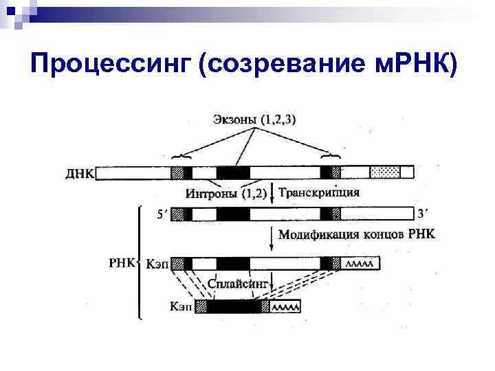 Процессинг (созревание м. РНК) 