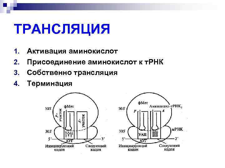 ТРАНСЛЯЦИЯ Активация аминокислот 2. Присоединение аминокислот к т. РНК 3. Собственно трансляция 4. Терминация