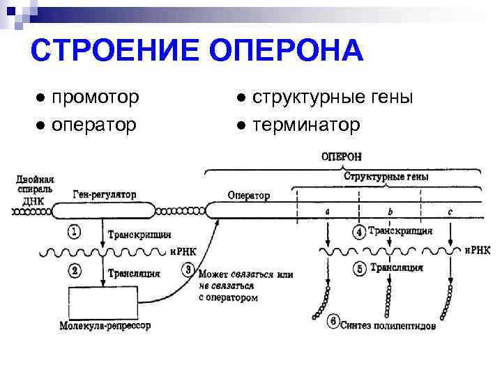 СТРОЕНИЕ ОПЕРОНА ● промотор ● оператор ● структурные гены ● терминатор 