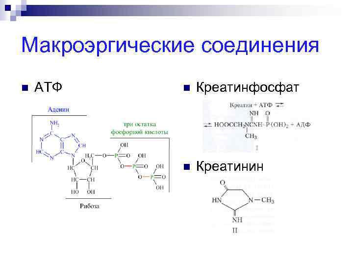 Макроэргические соединения n АТФ n Креатинфосфат n Креатинин 