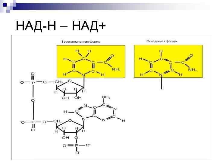 НАД-Н – НАД+ 