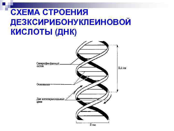 СХЕМА СТРОЕНИЯ ДЕЗКСИРИБОНУКЛЕИНОВОЙ КИСЛОТЫ (ДНК) 