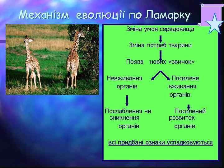 Механізм еволюції по Ламарку Зміна умов середовища Зміна потреб тварини Поява нових «звичок» Невживання