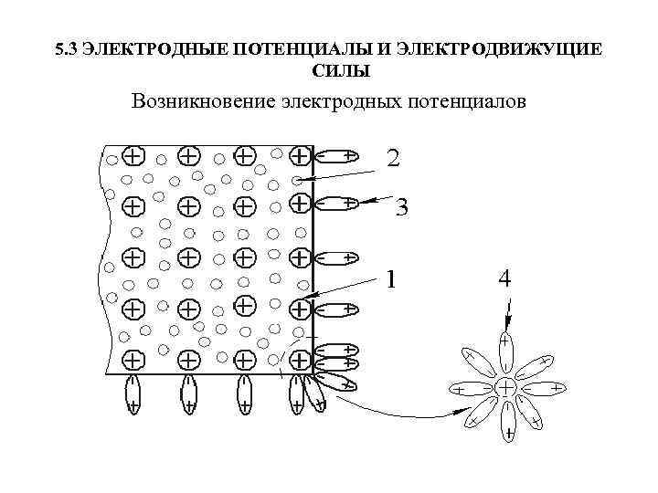 5. 3 ЭЛЕКТРОДНЫЕ ПОТЕНЦИАЛЫ И ЭЛЕКТРОДВИЖУЩИЕ СИЛЫ Возникновение электродных потенциалов 