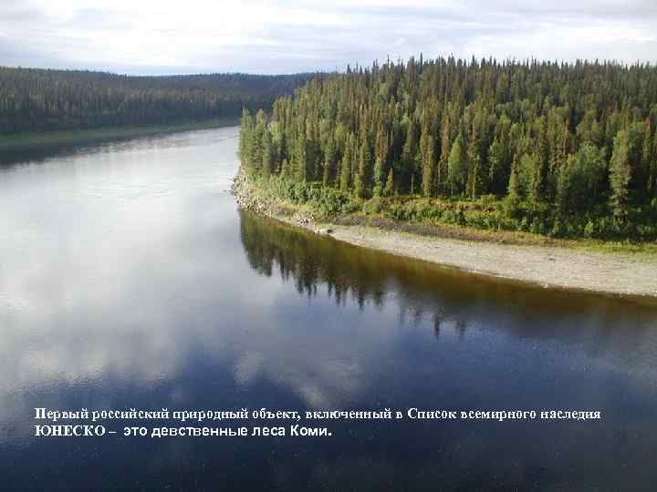 Первый российский природный объект, включенный в Список всемирного наследия ЮНЕСКО – это девственные леса