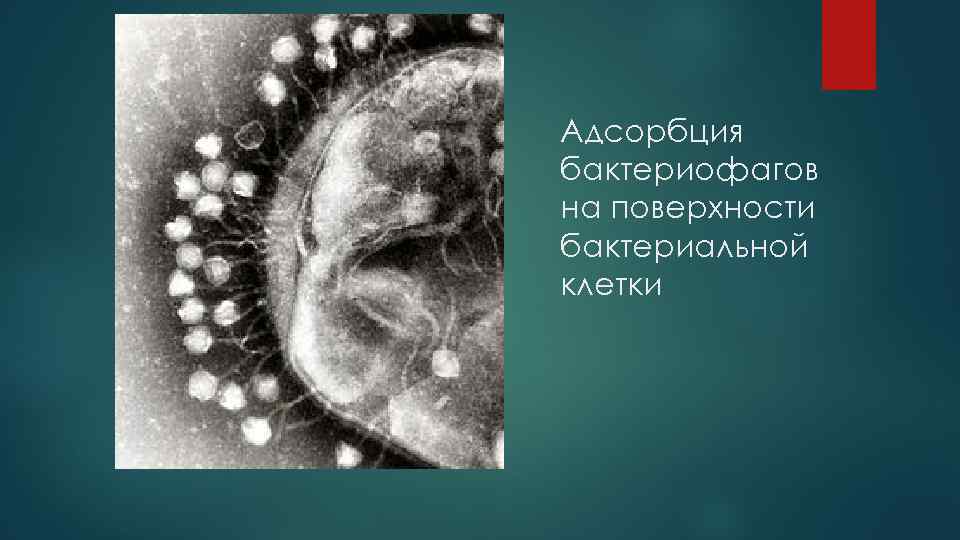 Адсорбция бактериофагов на поверхности бактериальной клетки 