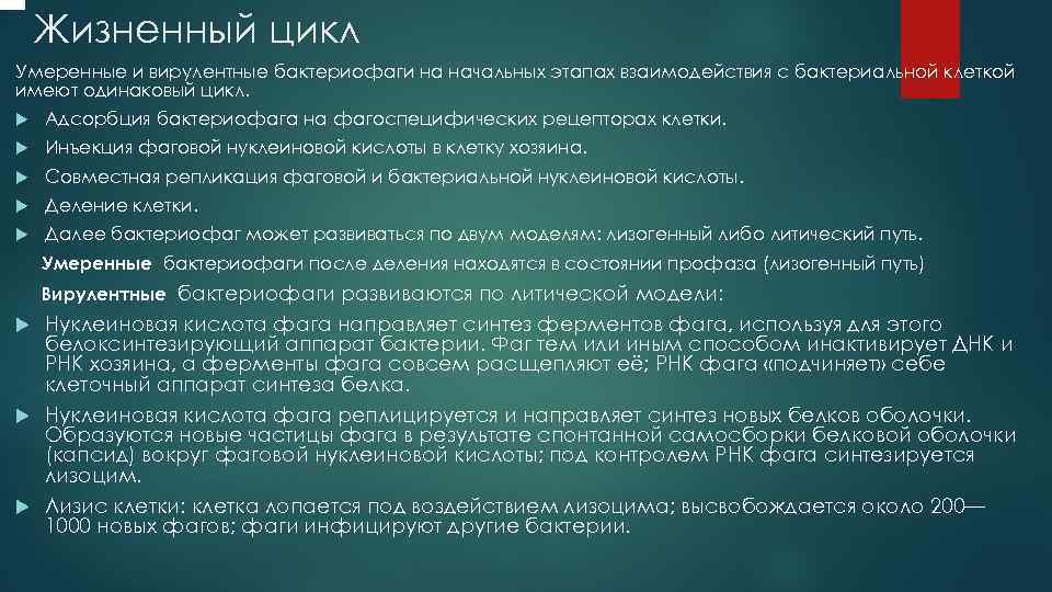  Жизненный цикл Умеренные и вирулентные бактериофаги на начальных этапах взаимодействия с бактериальной клеткой