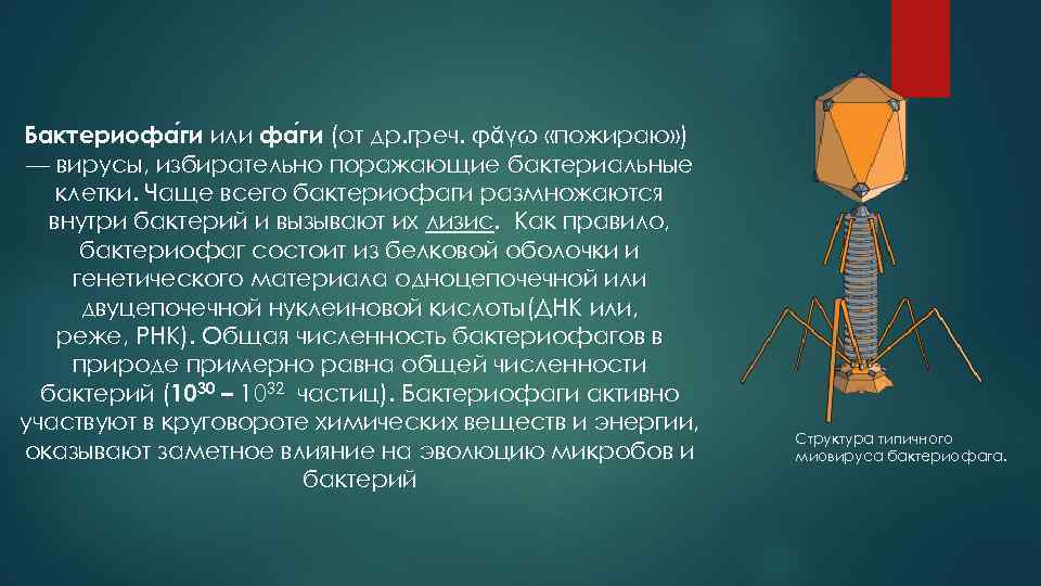 Бактериофа ги или фа ги (от др. греч. φᾰγω «пожираю» ) — вирусы, избирательно