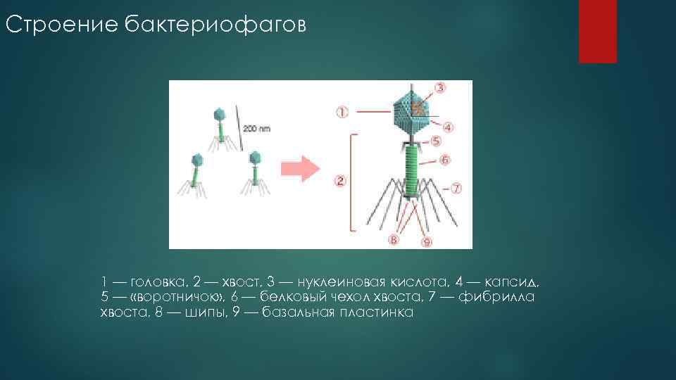 Строение бактериофагов 1 — головка, 2 — хвост, 3 — нуклеиновая кислота, 4 —