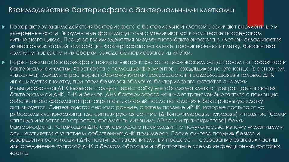 Взаимодействие бактериофага с бактериальными клетками По характеру взаимодействия бактериофага с бактериальной клеткой различают вирулентные