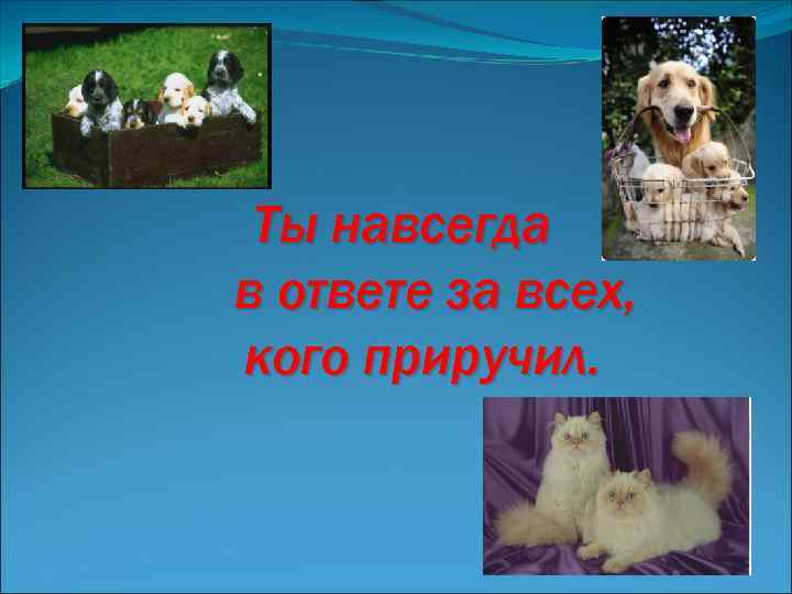 Ты навсегда в ответе за всех, кого приручил. 
