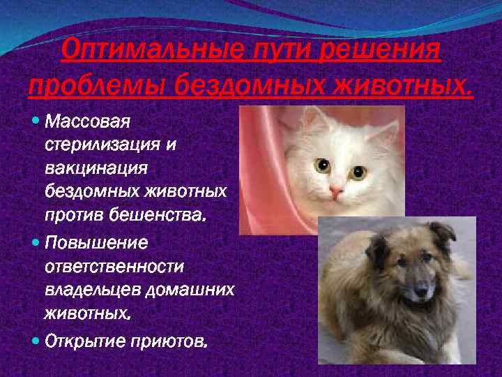 Оптимальные пути решения проблемы бездомных животных. Массовая стерилизация и вакцинация бездомных животных против бешенства.