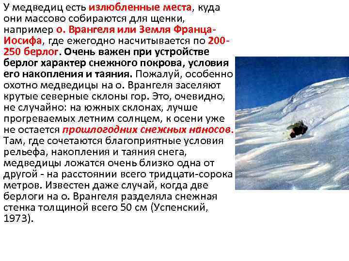 У медведиц есть излюбленные места, куда они массово собираются для щенки, например о. Врангеля