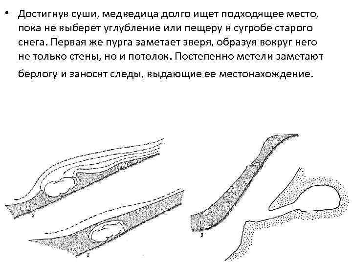  • Достигнув суши, медведица долго ищет подходящее место, пока не выберет углубление или
