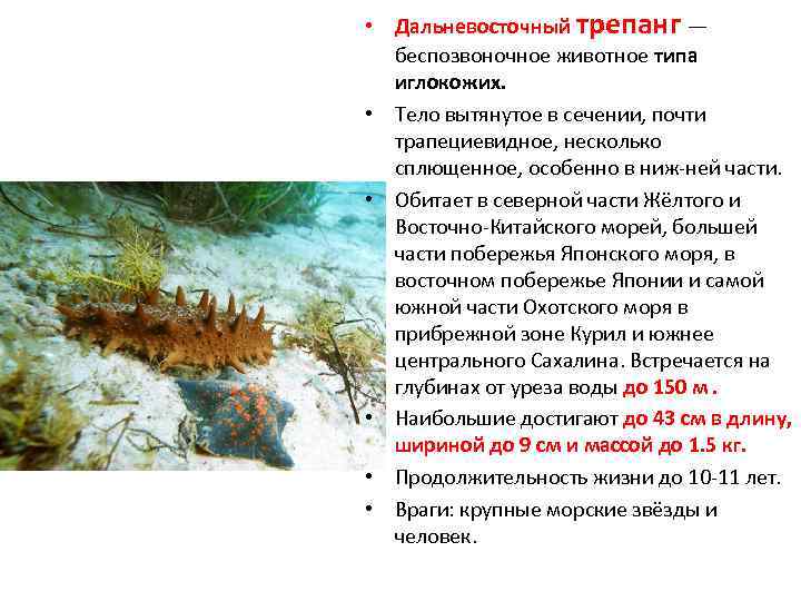  • Дальневосточный трепанг — беспозвоночное животное типа иглокожих. • Тело вытянутое в сечении,
