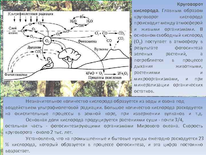 Круговорот кислорода в природе