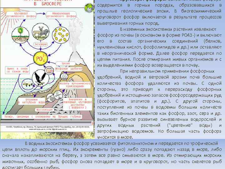 Круговорот фосфора. Основная масса фосфора содержится в горных породах, образовавшихся в прошлые геологические эпохи.