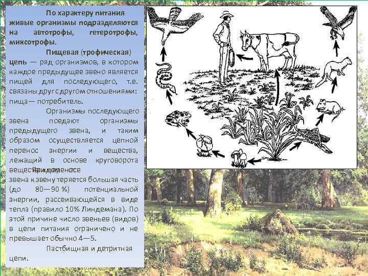 По характеру питания живые организмы подразделяются на автотрофы, гетеротрофы, миксотрофы. Пищевая (трофическая) цепь —