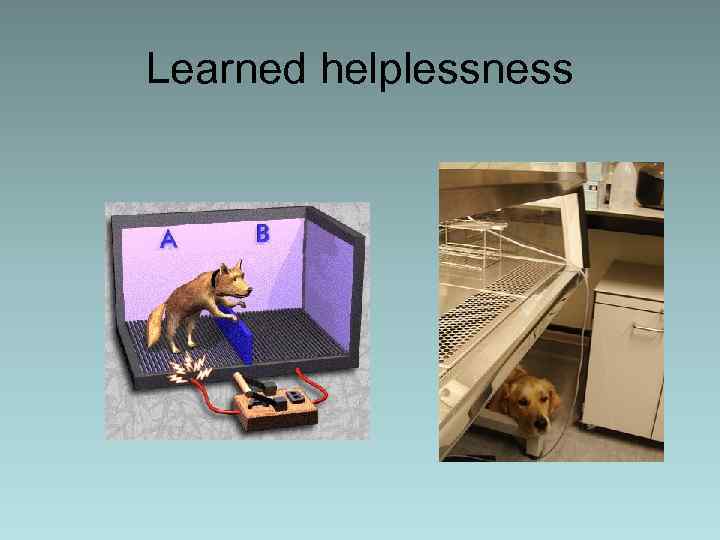 Learned helplessness 