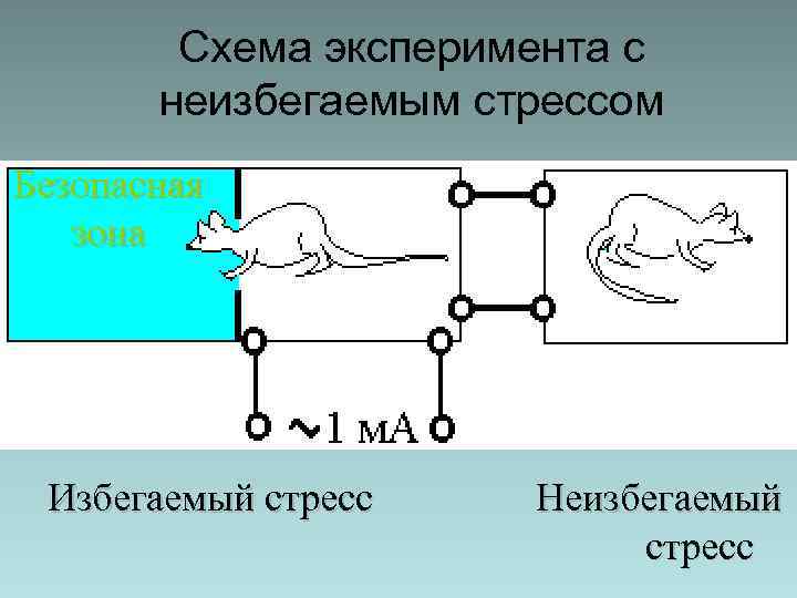 Схема эксперимента с неизбегаемым стрессом Безопасная зона Избегаемый стресс Неизбегаемый стресс 