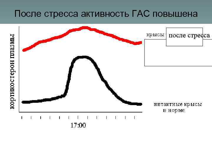 После стресса активность ГАС повышена после стресса 