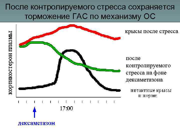 После контролируемого стресса сохраняется торможение ГАС по механизму ОС крысы после стресса после контролируемого