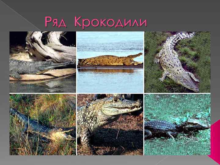 Ряд Крокодили 
