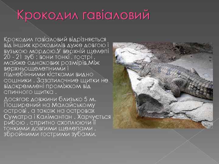 Крокодил гавіаловий відрізняється від інших крокодилів дуже довгою і вузькою мордою. У верхній щелепі