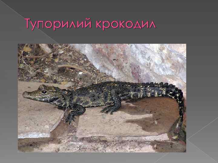 Тупорилий крокодил 