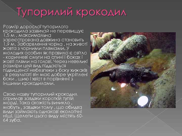 Тупорилий крокодил Розмір дорослої тупорилого крокодила зазвичай не перевищує 1, 5 м , максимальна