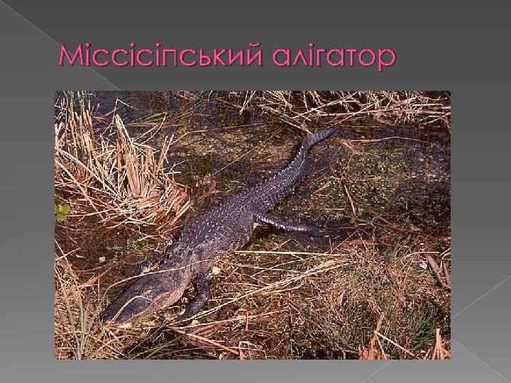 Міссісіпський алігатор 