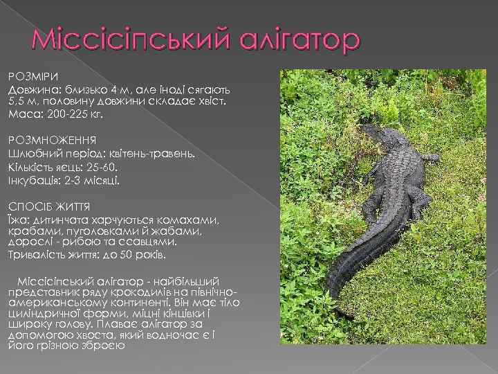 Міссісіпський алігатор РОЗМІРИ Довжина: близько 4 м, але іноді сягають 5, 5 м, половину