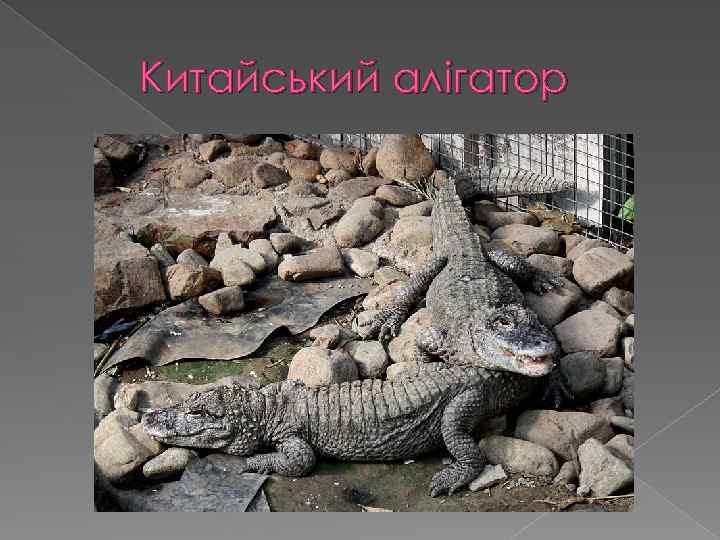 Китайський алігатор 