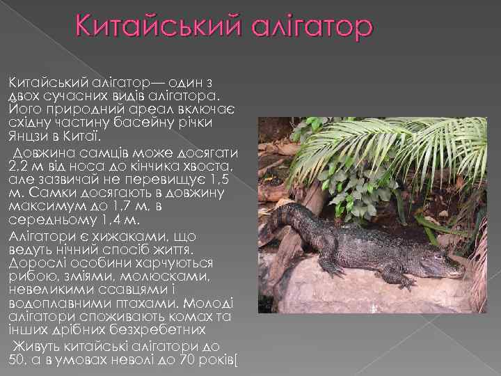 Китайський алігатор— один з двох сучасних видів алігатора. Його природний ареал включає східну частину